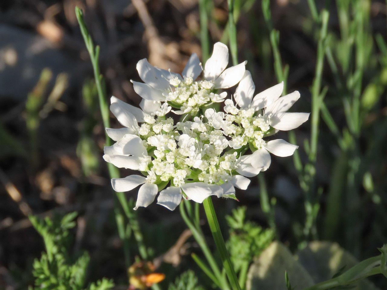 Orlaya grandiflora flower