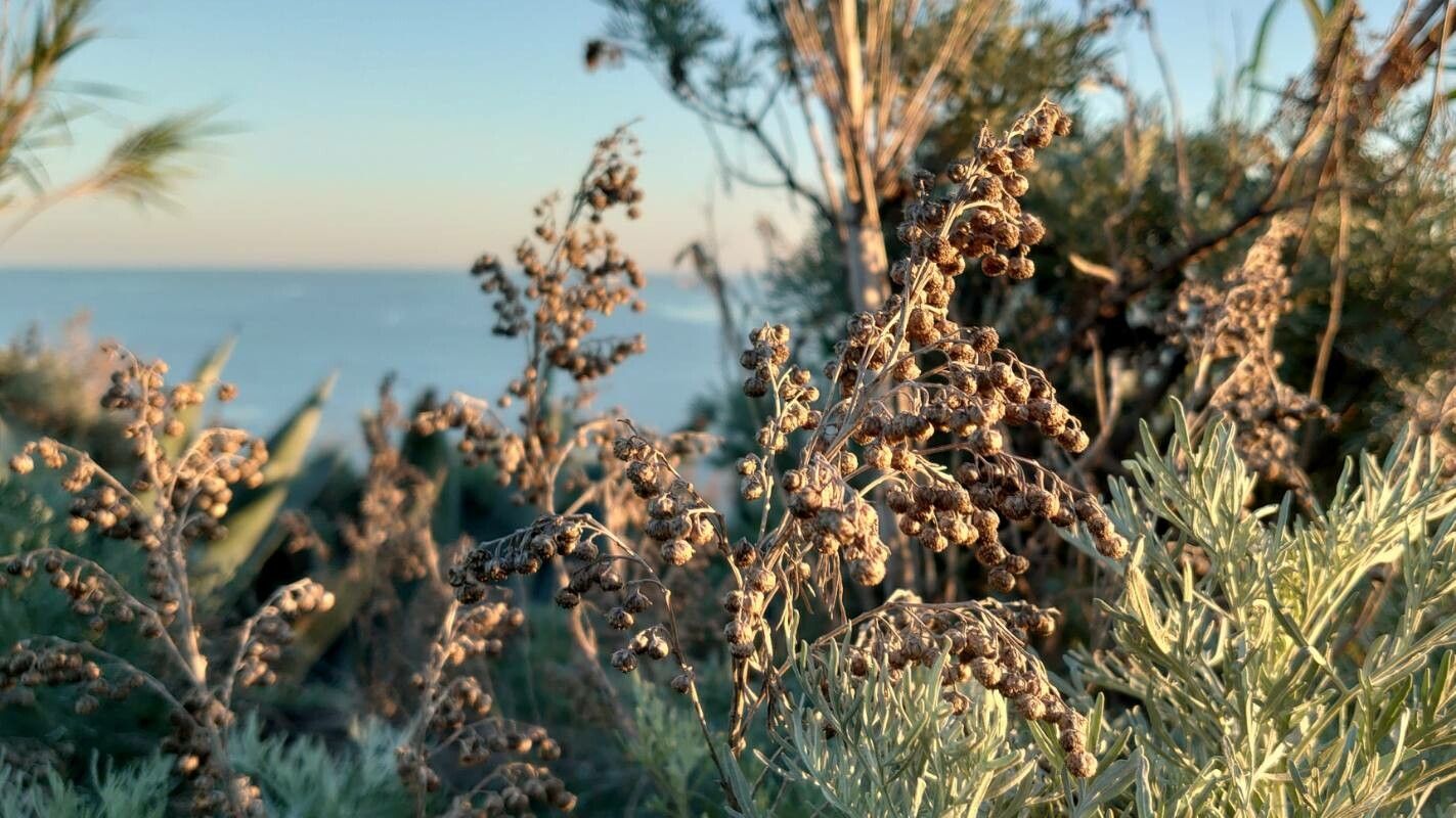 Artemisia arborescens fruit