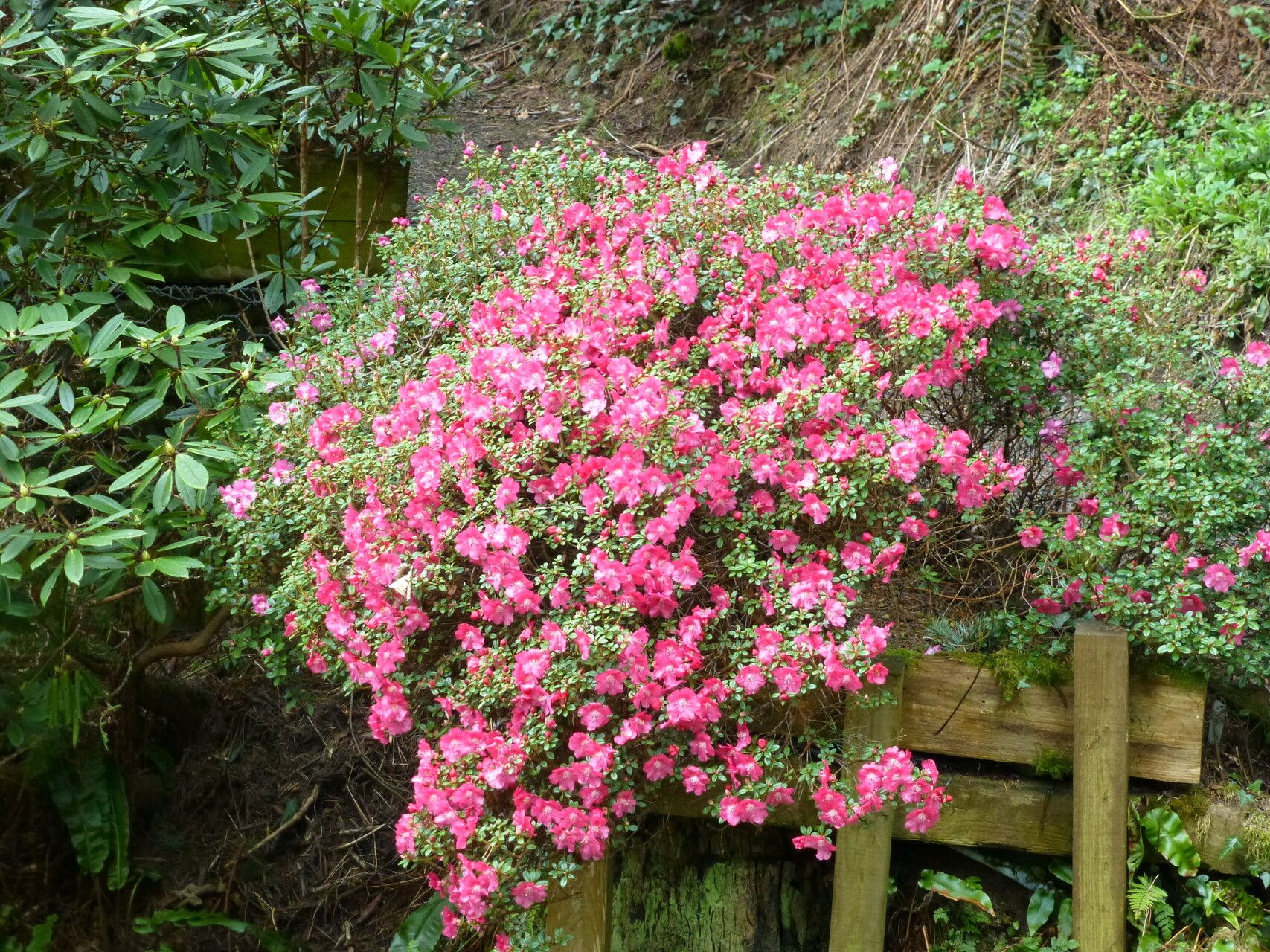 Rhododendron dendrocharis flower