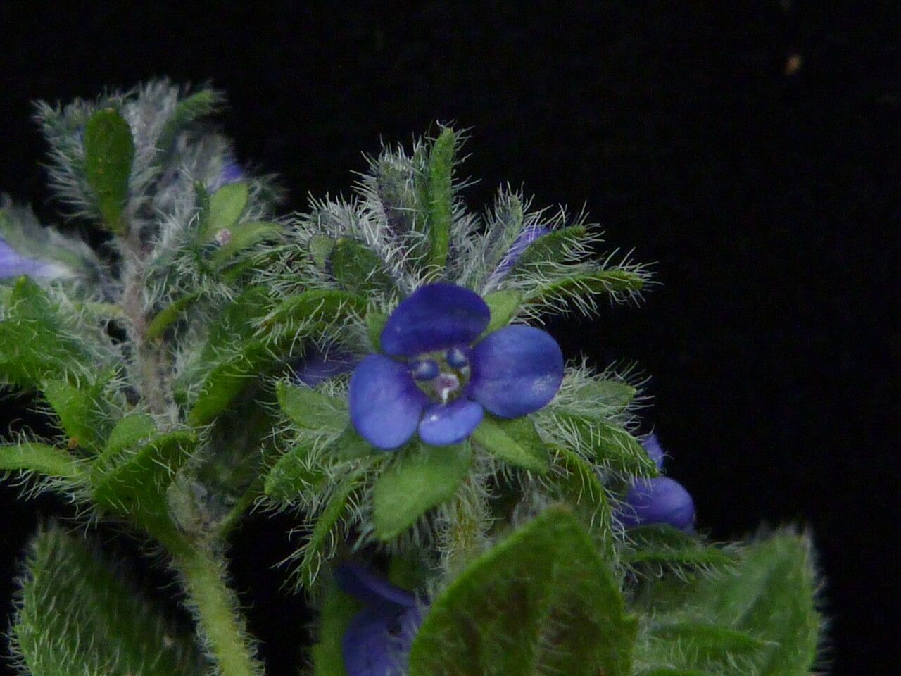 Veronica ciliata — houseplant care guide