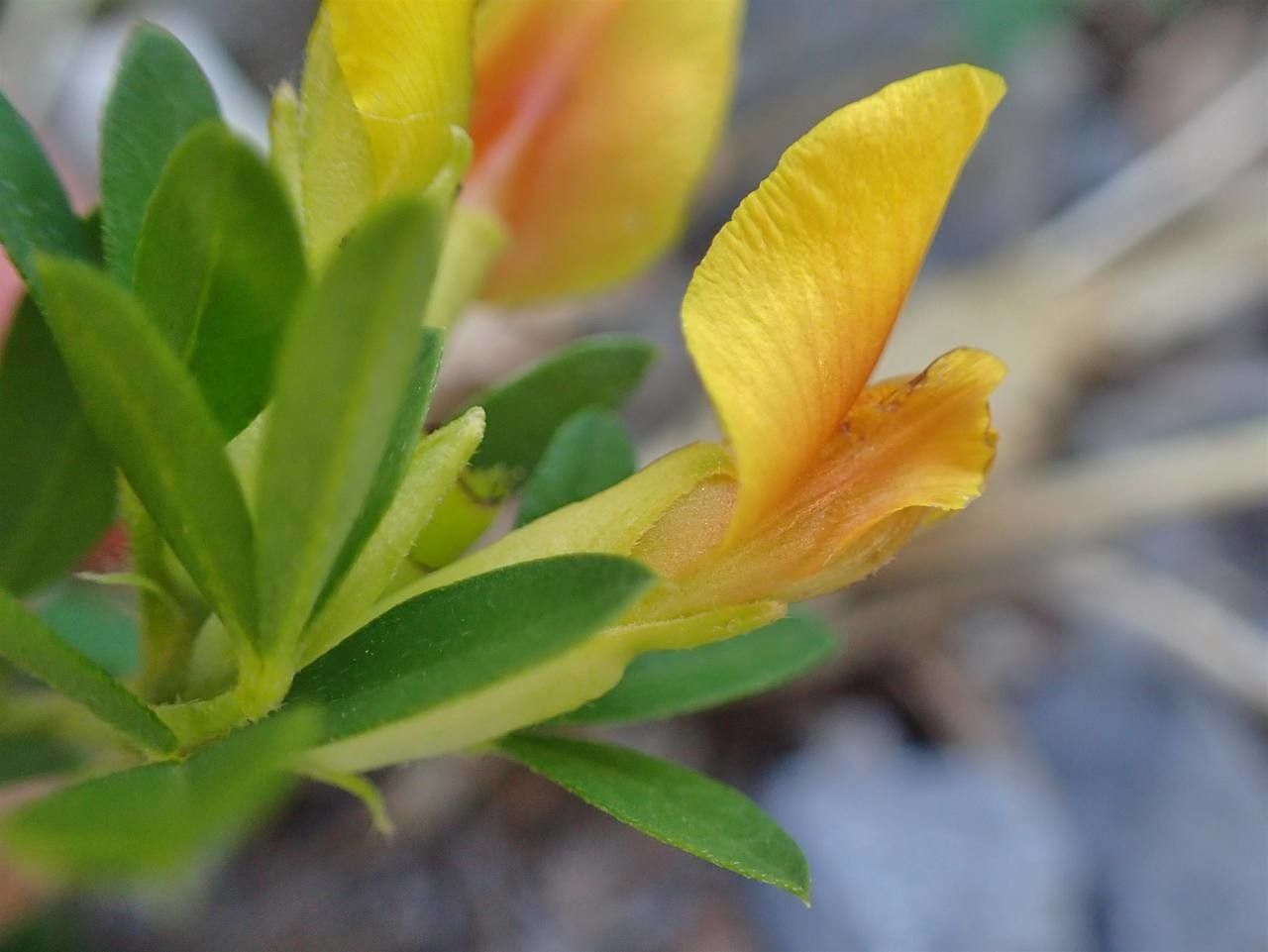 Argyrolobium biebersteinii flower