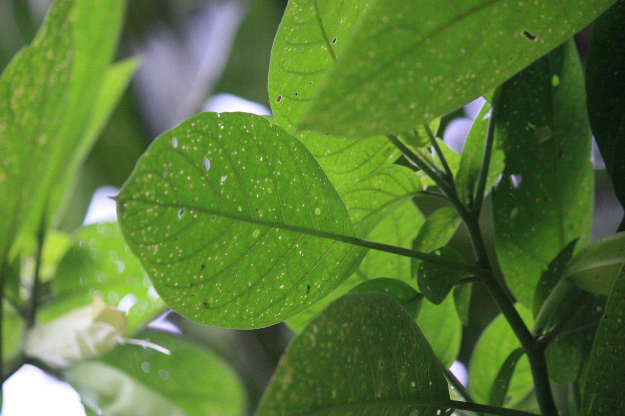 Quararibea parvifolia leaf