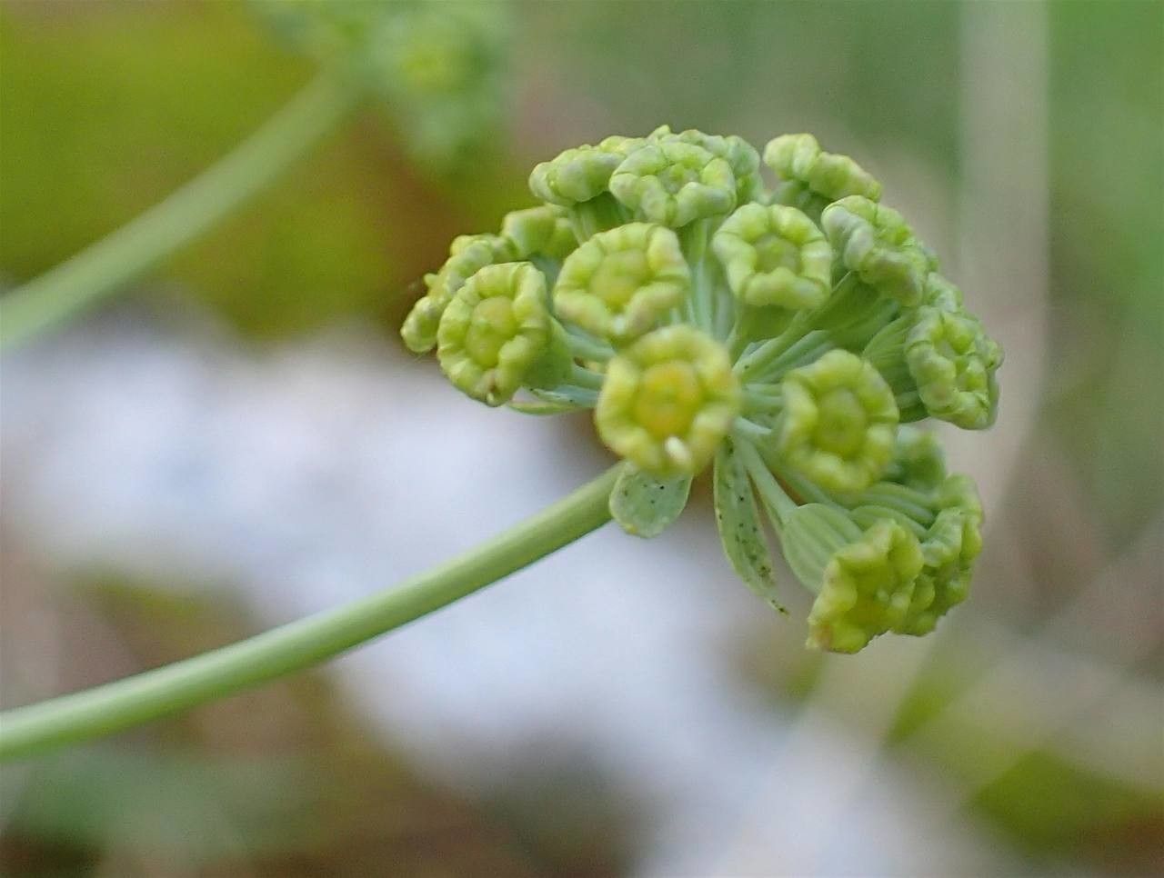 Bupleurum petraeum fruit