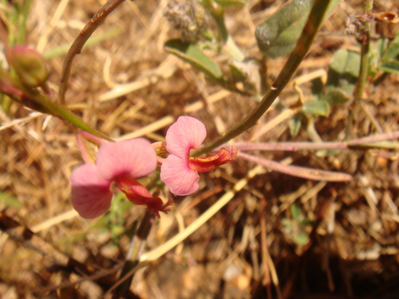 Polygala sadebeckiana — houseplant care guide