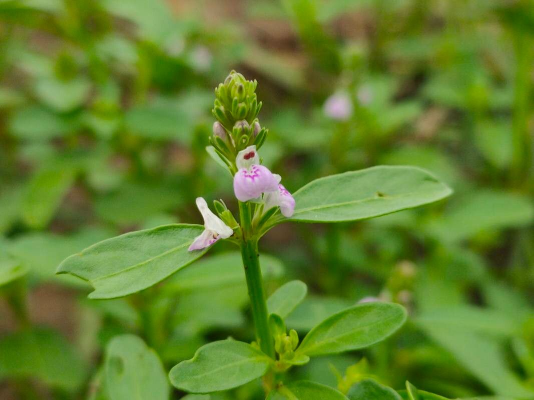 Justicia micrantha — search result for 'Justicia'