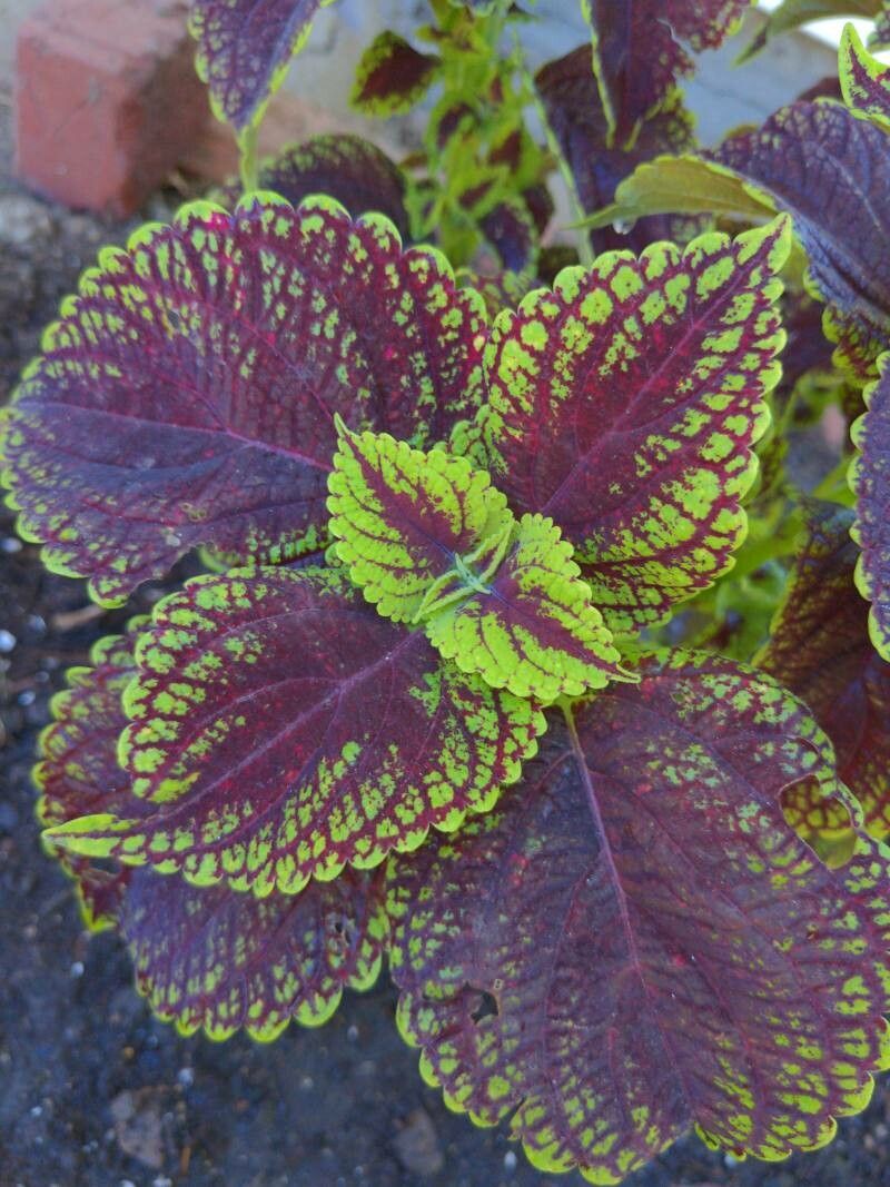 Solenostemon sylvaticus — related species from the same genus