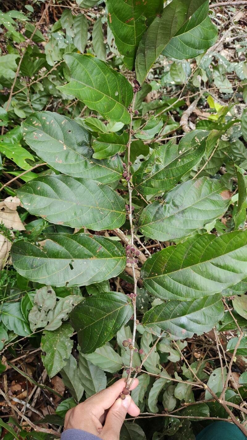 Casearia tacanensis — houseplant care guide