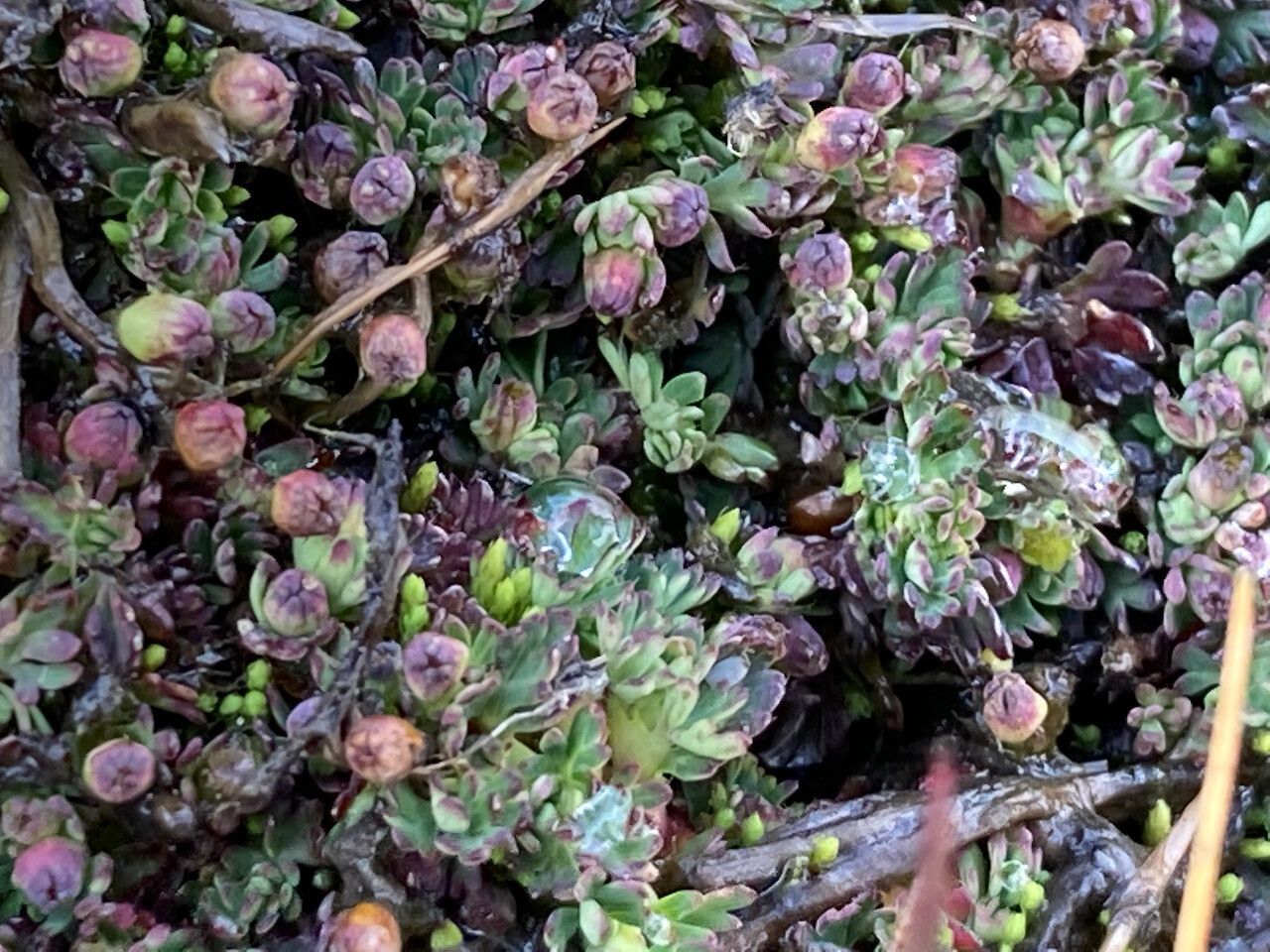 Alchemilla mandoniana flower