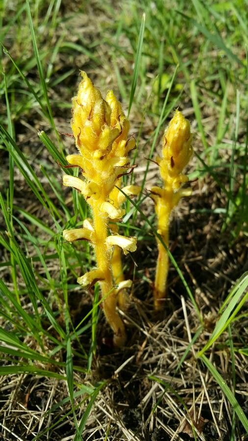Orobanche flava — houseplant care guide
