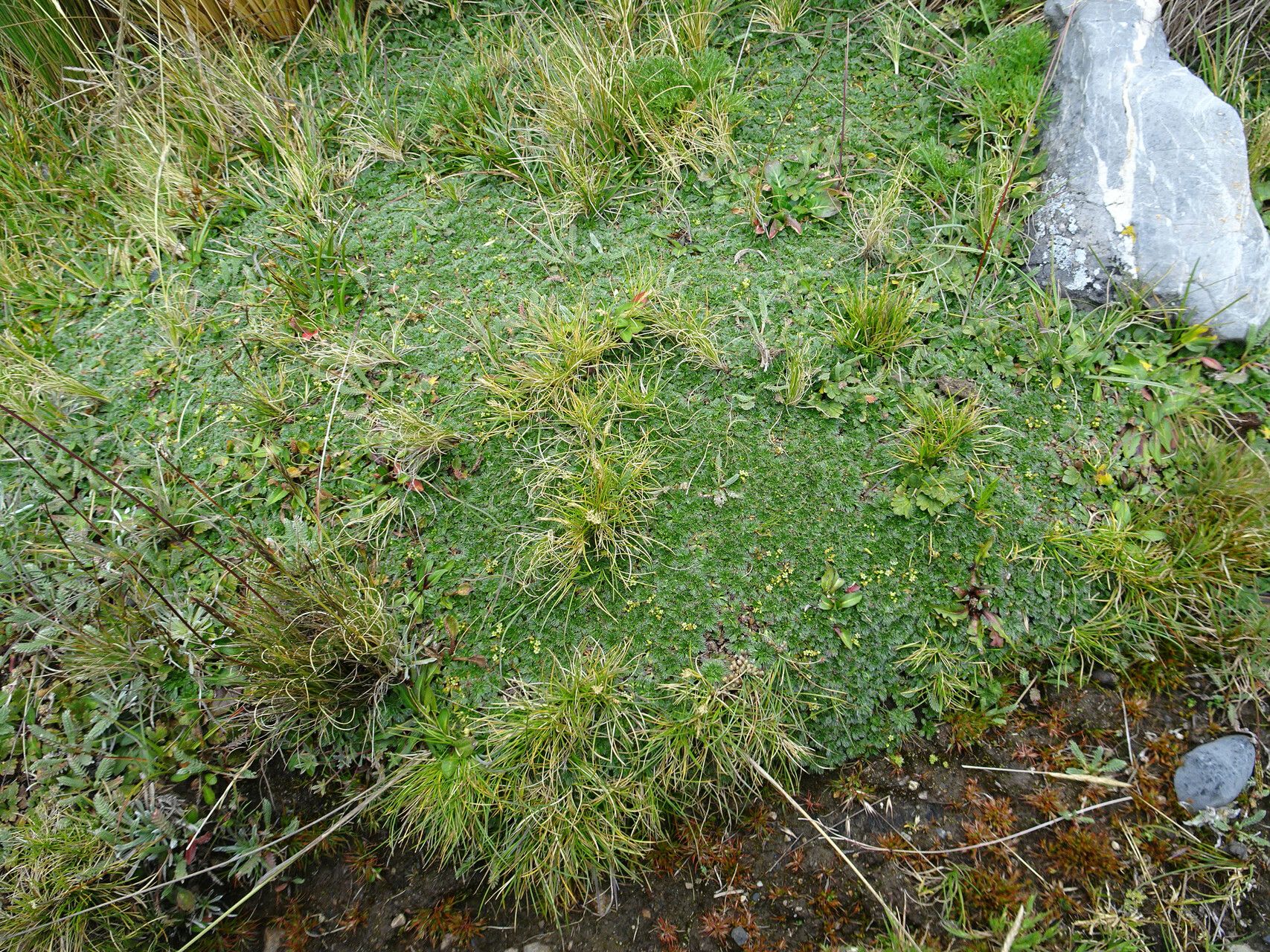 Azorella pulvinata habit