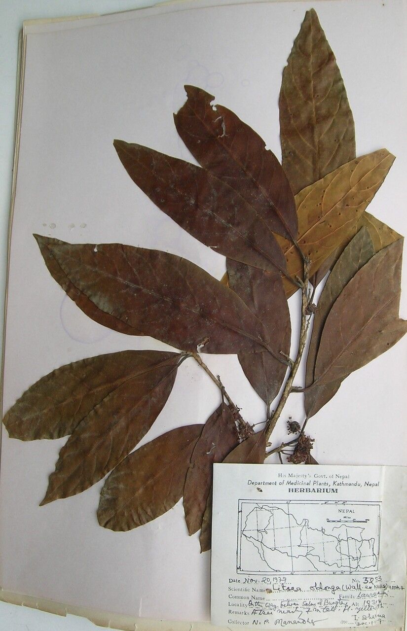 Litsea doshia — search result for 'Litsea'