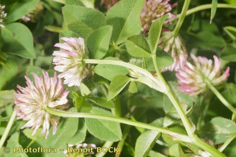 Trifolium isthmocarpum other