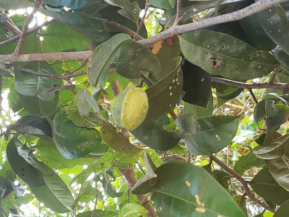 Eschweilera ovata fruit