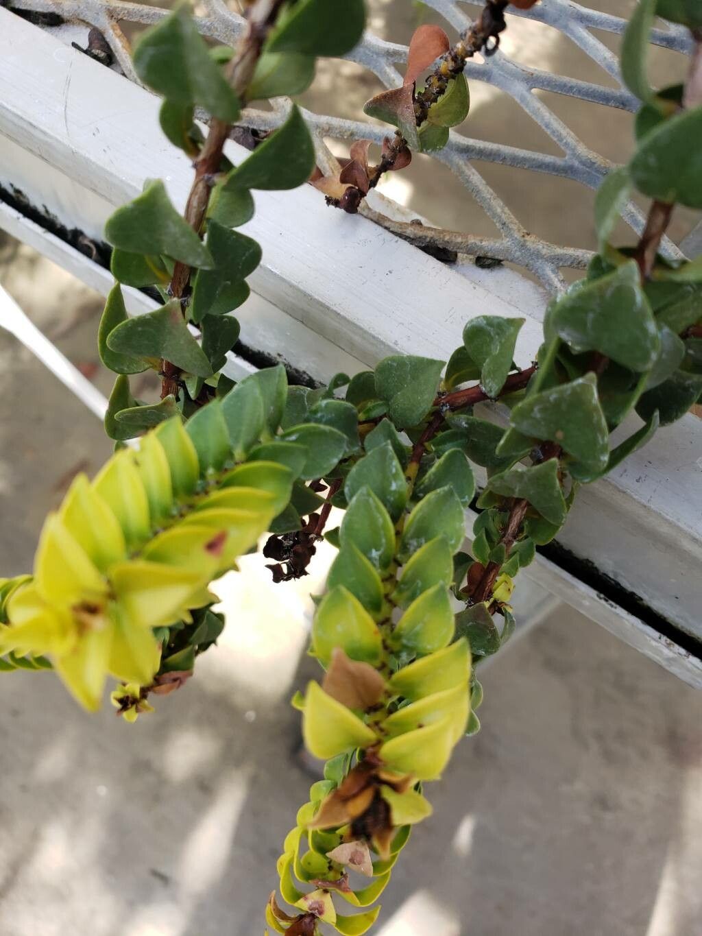 Penaea sarcocolla — related species from the same genus