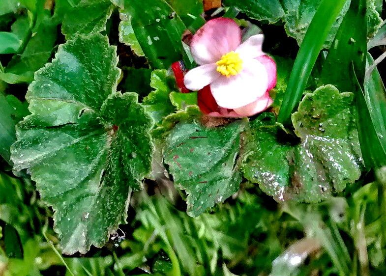 Begonia fischeri flower
