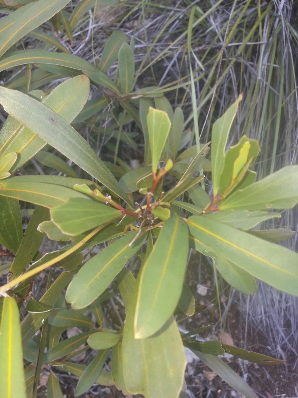 Oxera neriifolia — houseplant care guide