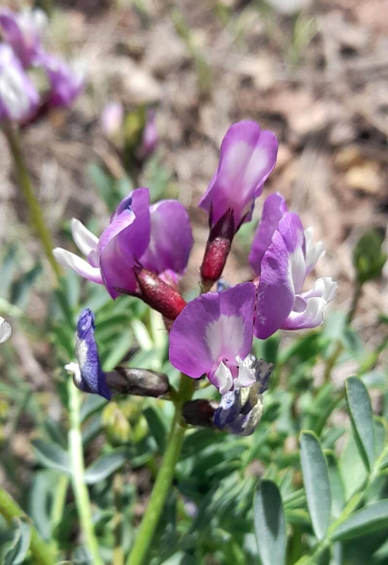 Astragalus cruckshanksii flower