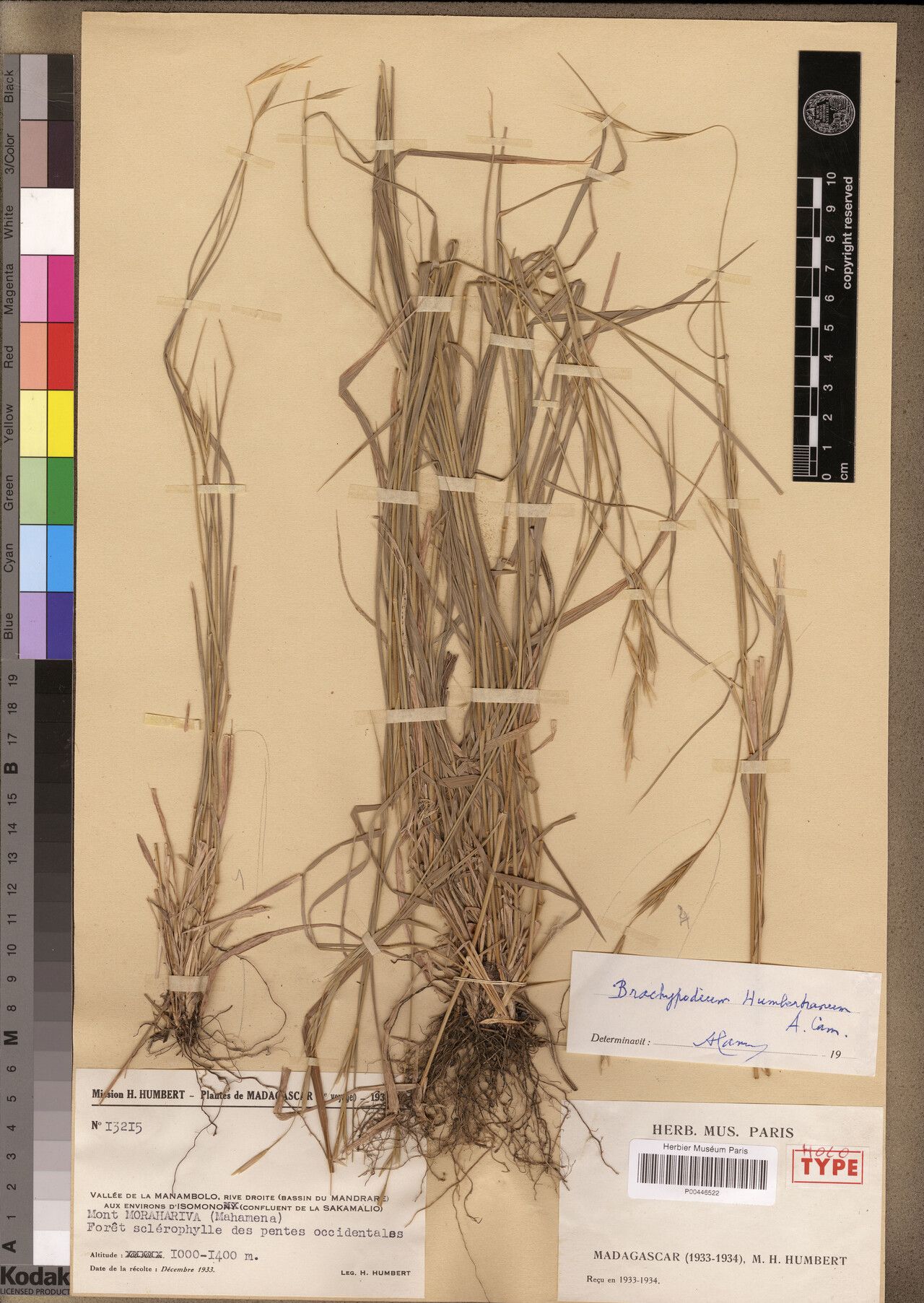 Brachypodium humbertianum — related species from the same genus
