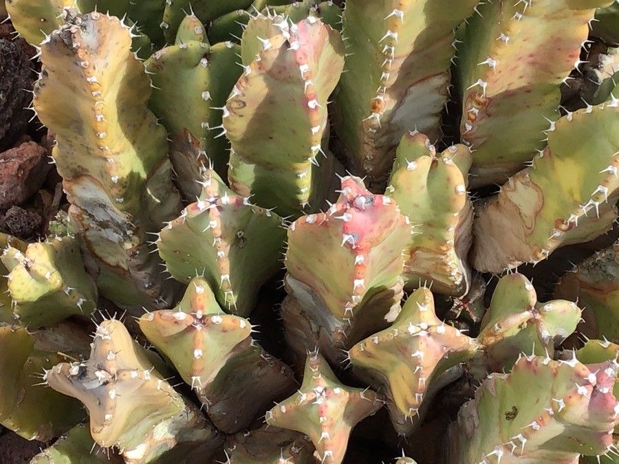 Euphorbia resinifera leaf