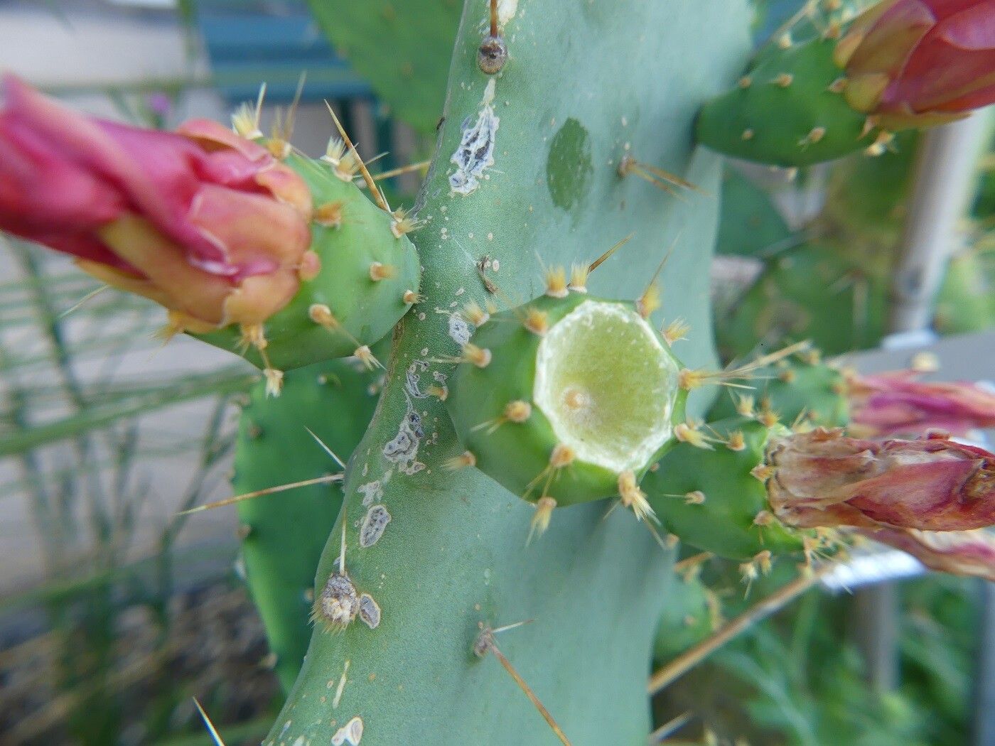 Opuntia elatior fruit
