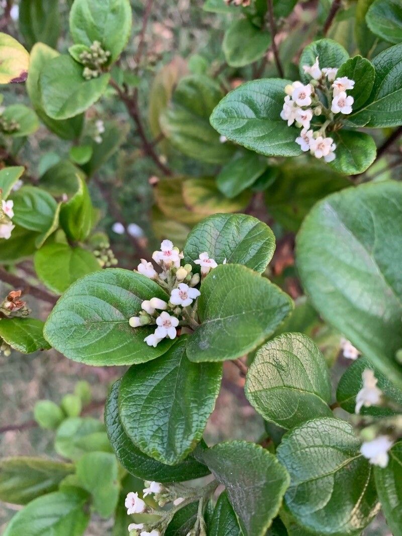 Viburnum suspensum flower