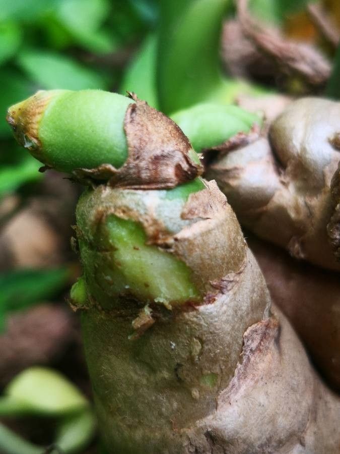 Curcuma zedoaria fruit