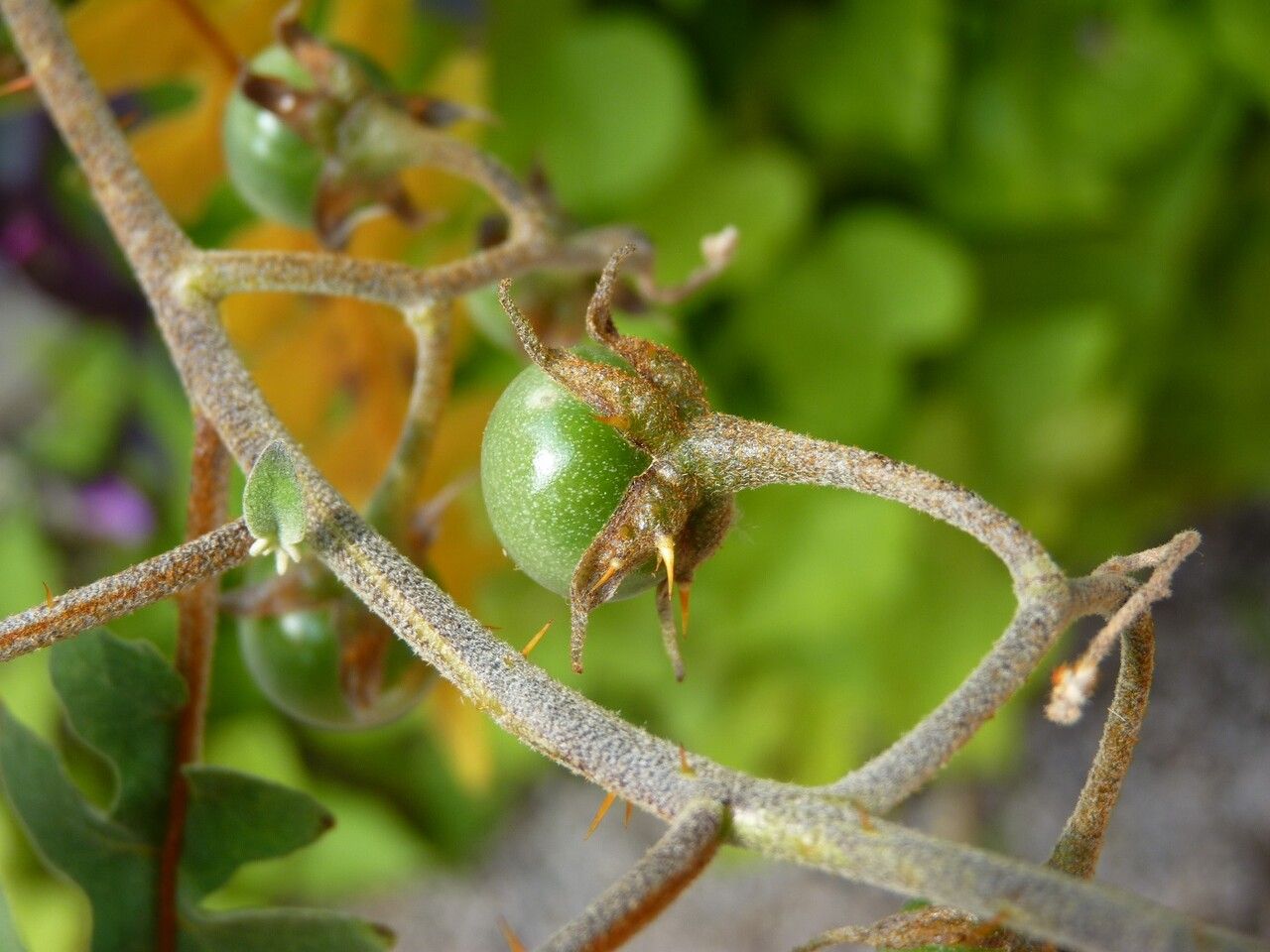 Solanum pyracanthos fruit