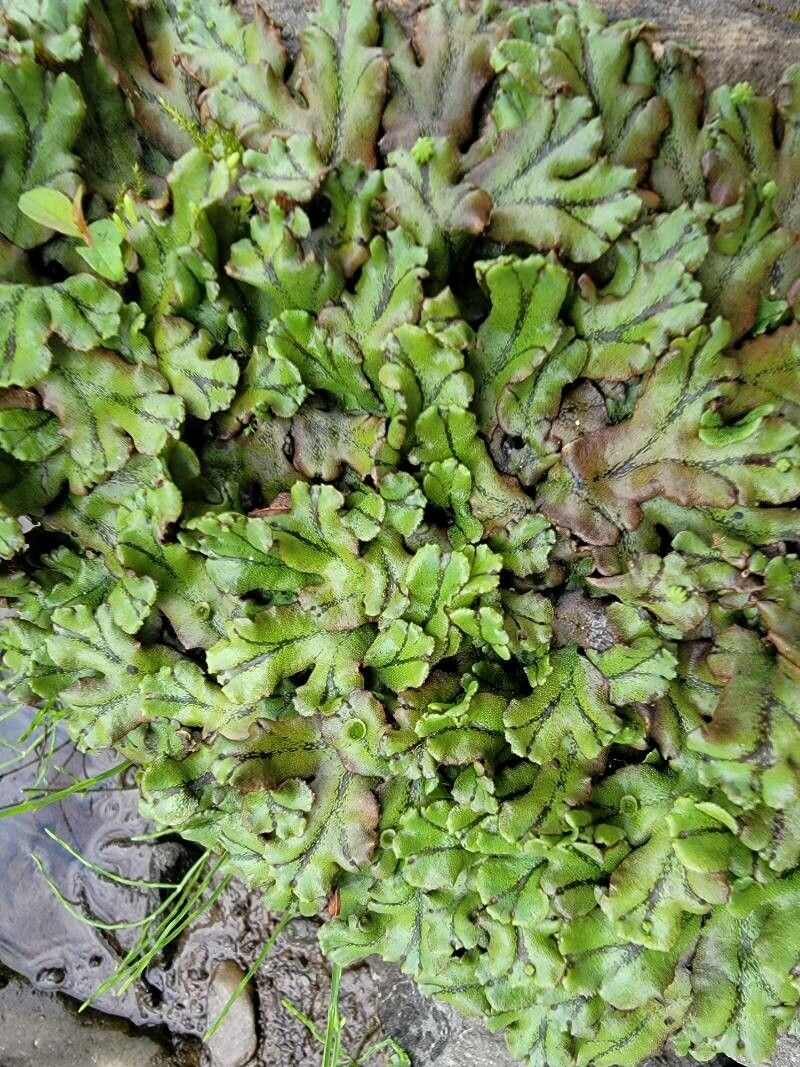 Trichomanes membranaceum leaf