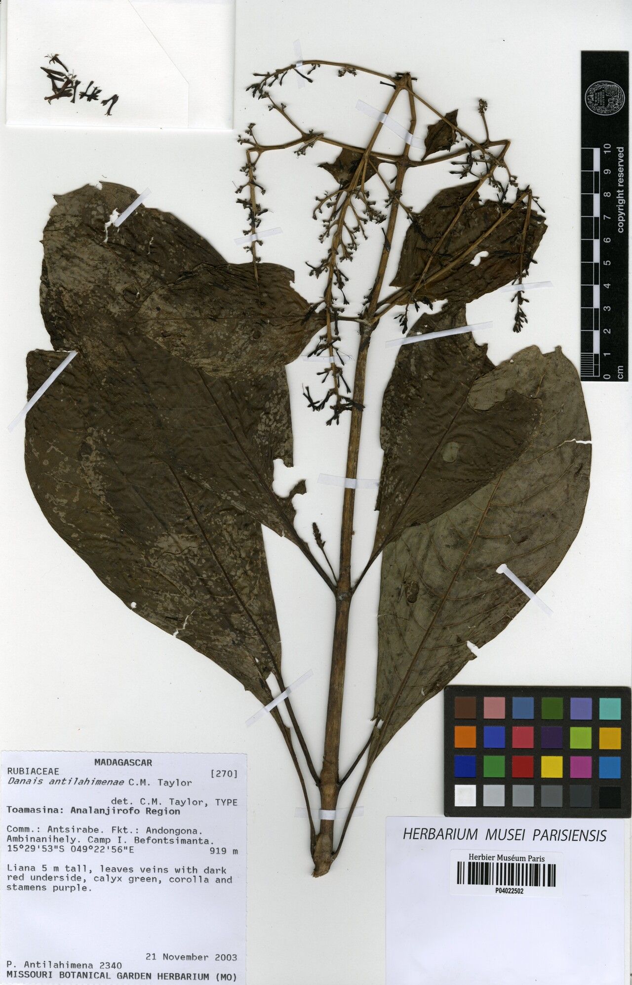 Danais antilahimenae — related species from the same genus