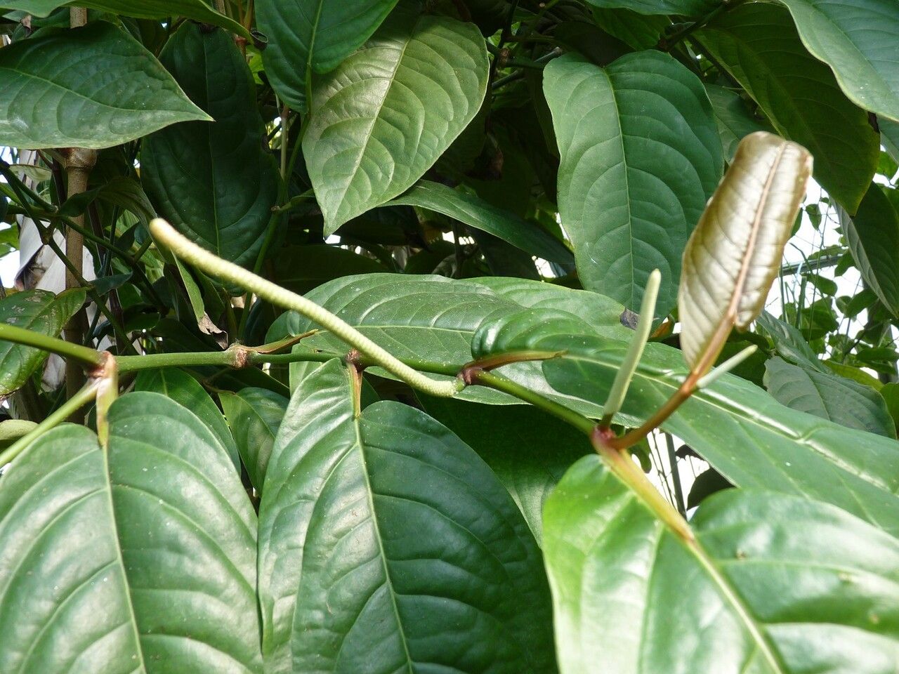 Piper longepetiolatum flower
