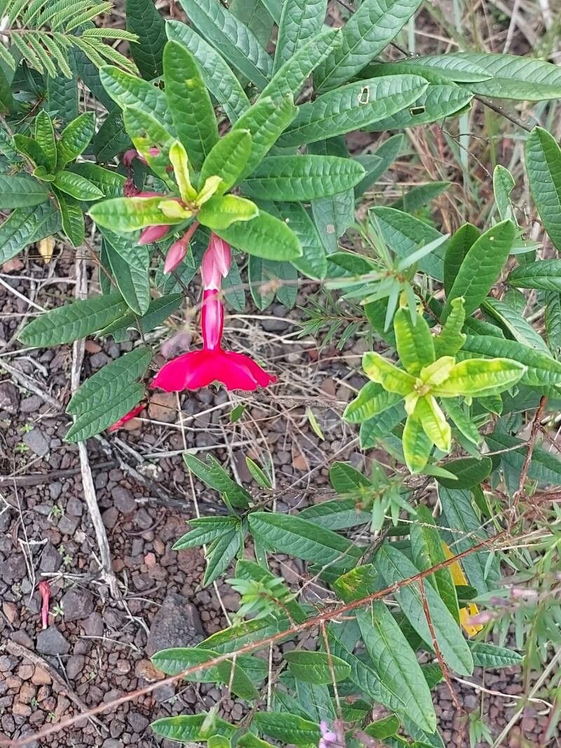 Erythroxylum ligustrinum — houseplant care guide