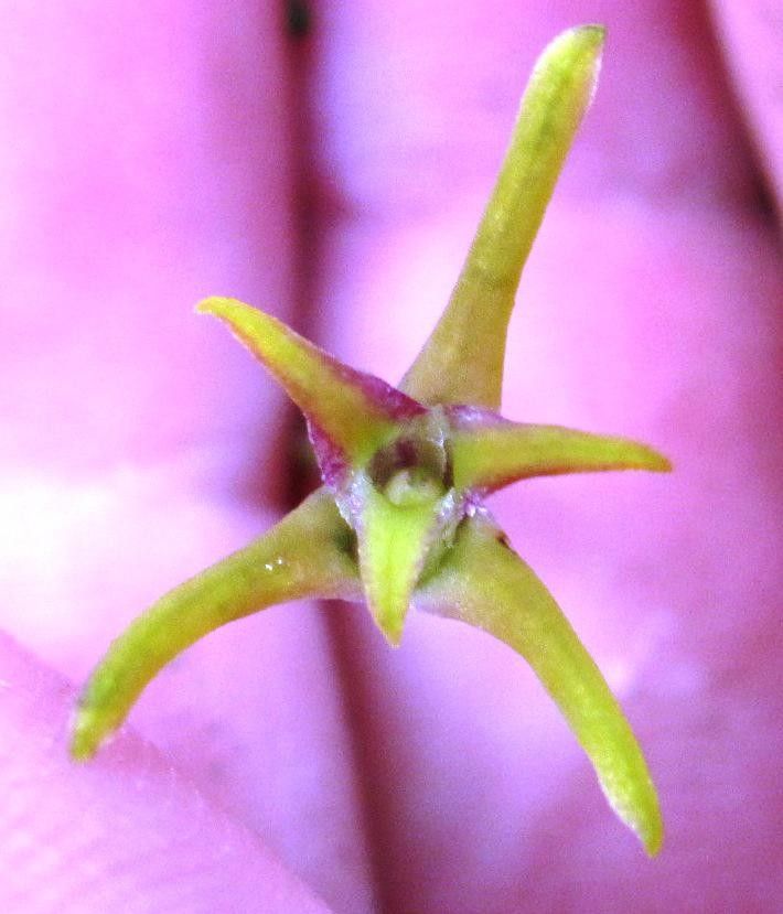 Cryptocentrum standleyi flower