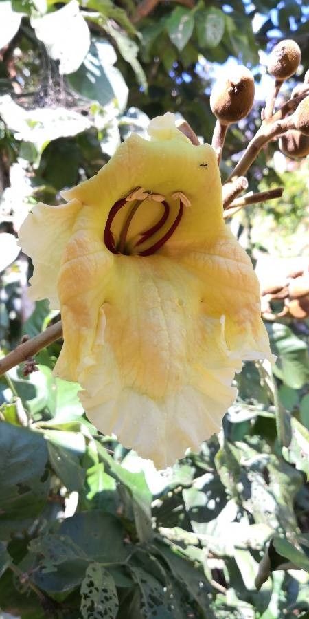 Markhamia stipulata flower