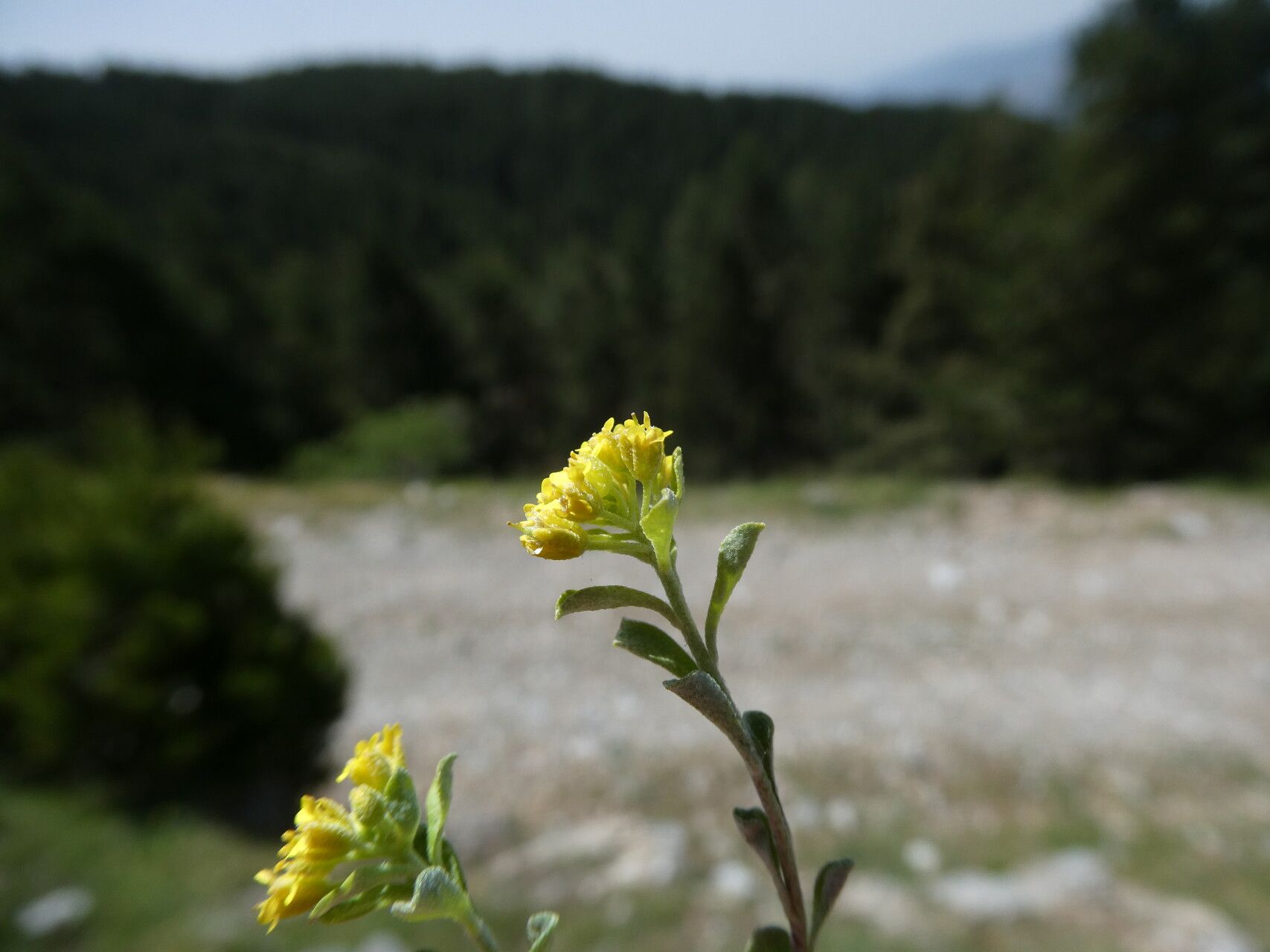 Alyssum serpyllifolium flower