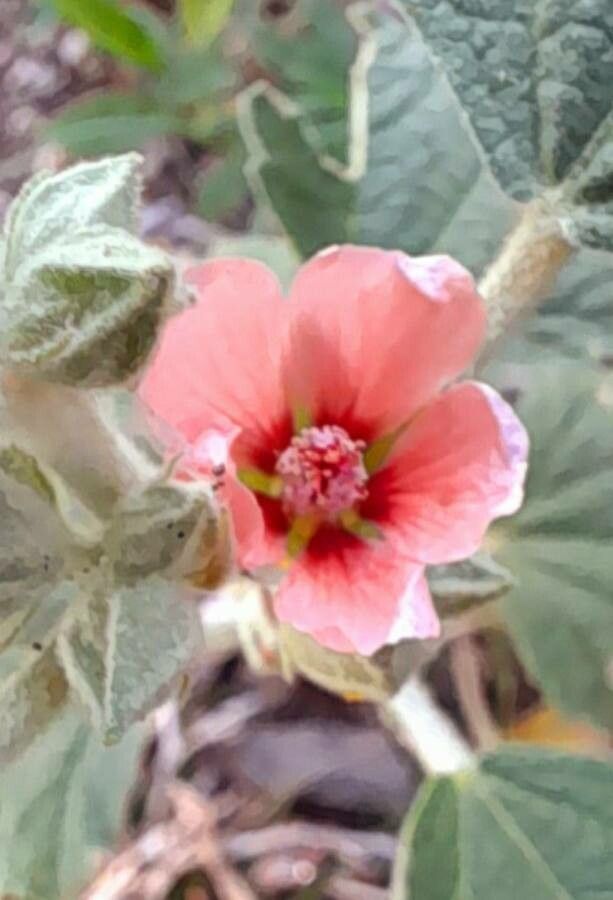 Sphaeralcea bonariensis flower