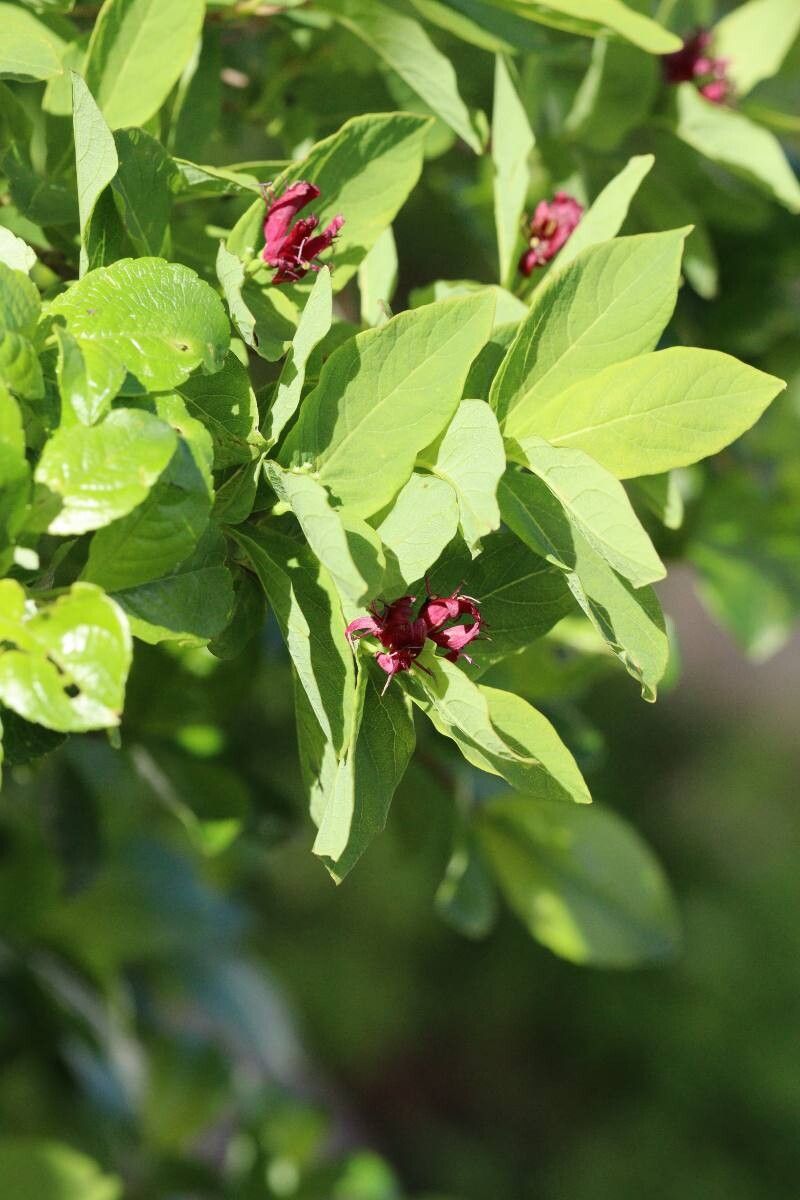 Lonicera chamissoi flower