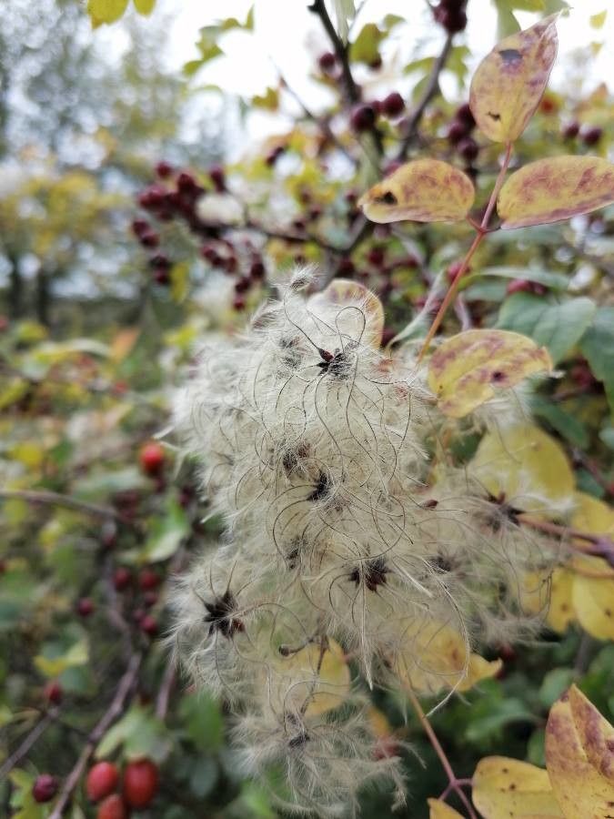 Clematis ligusticifolia flower