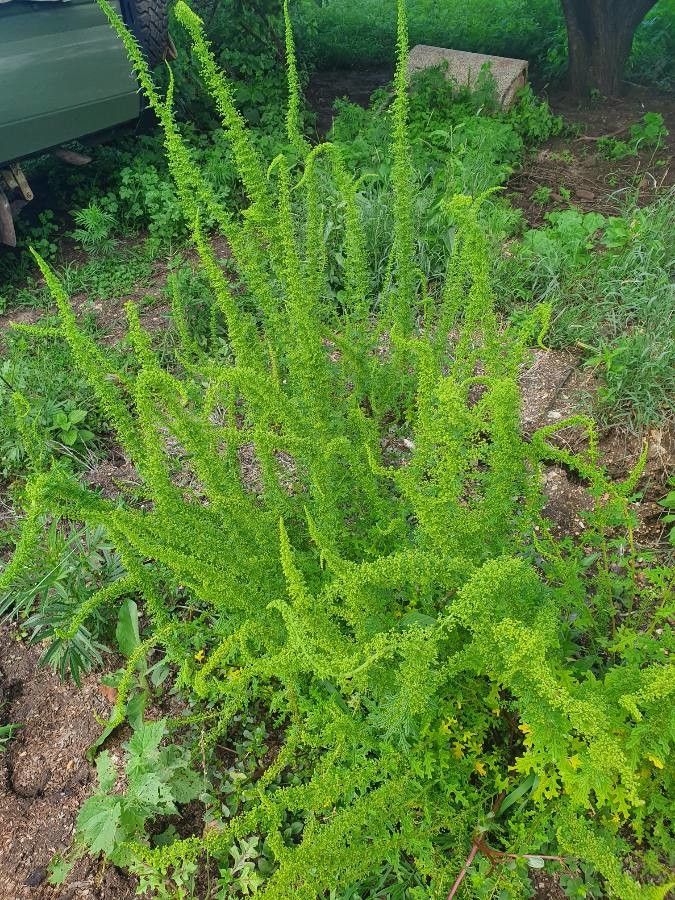 Dysphania schraderiana leaf