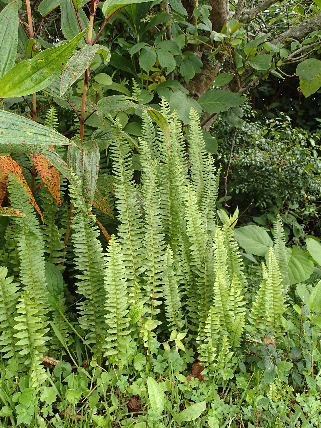 Nephrolepis undulata habit