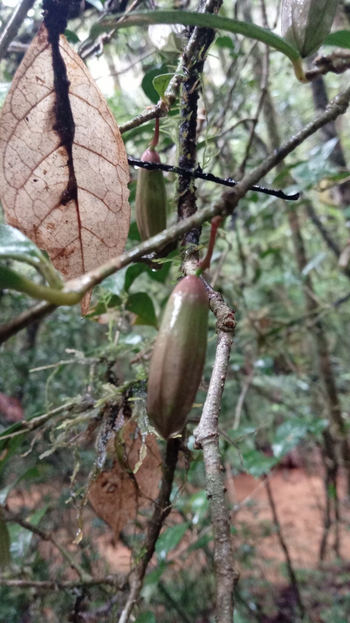 Clerodendrum magnoliifolium fruit