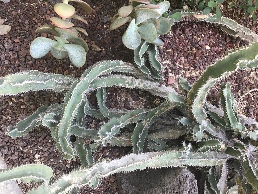 Euphorbia parciramulosa habit