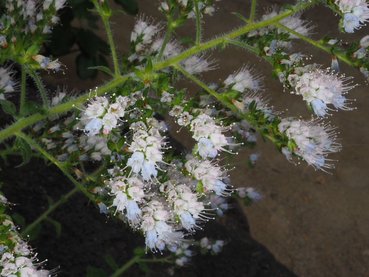 Echium strictum flower