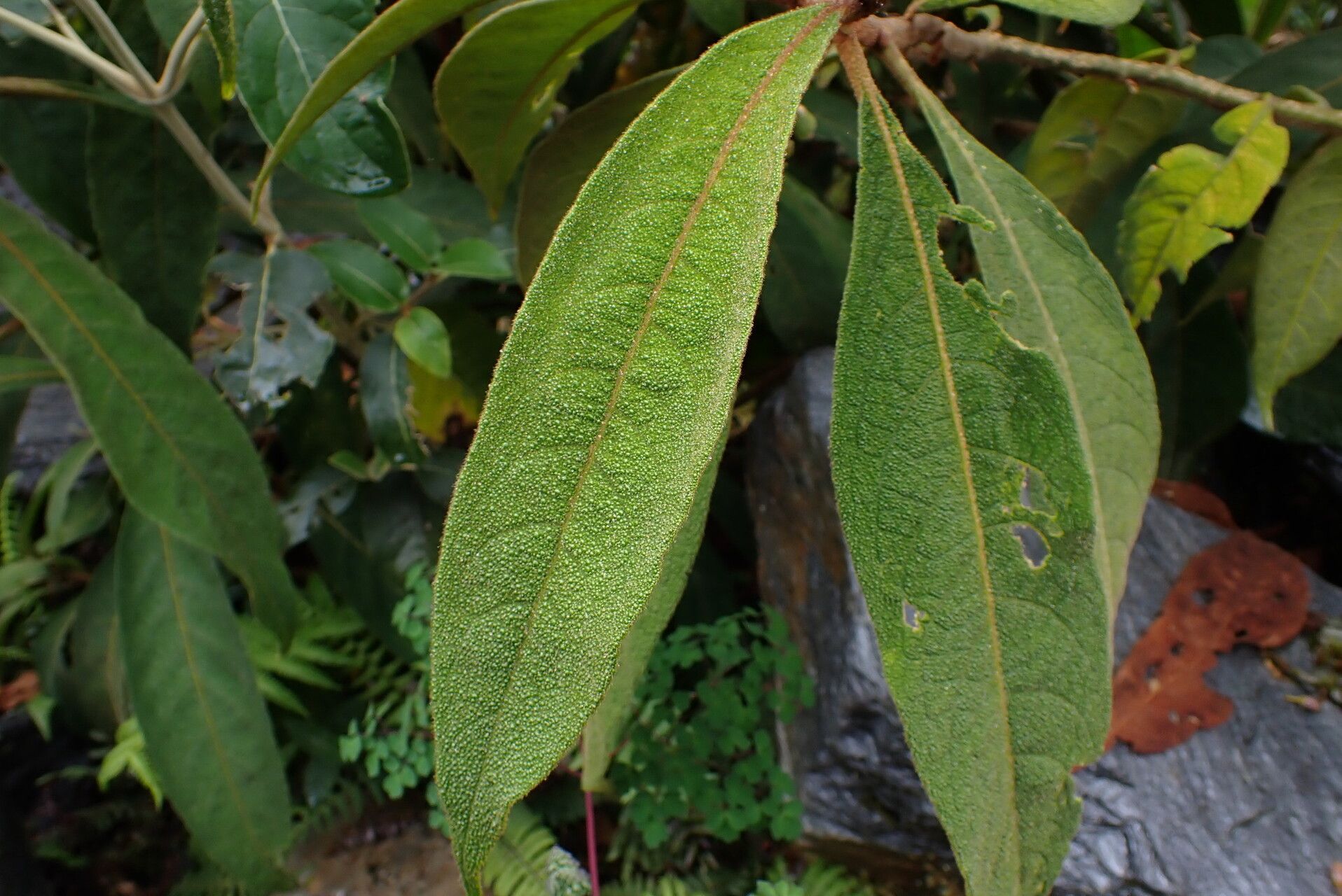 Solanum selachophyllum — houseplant care guide