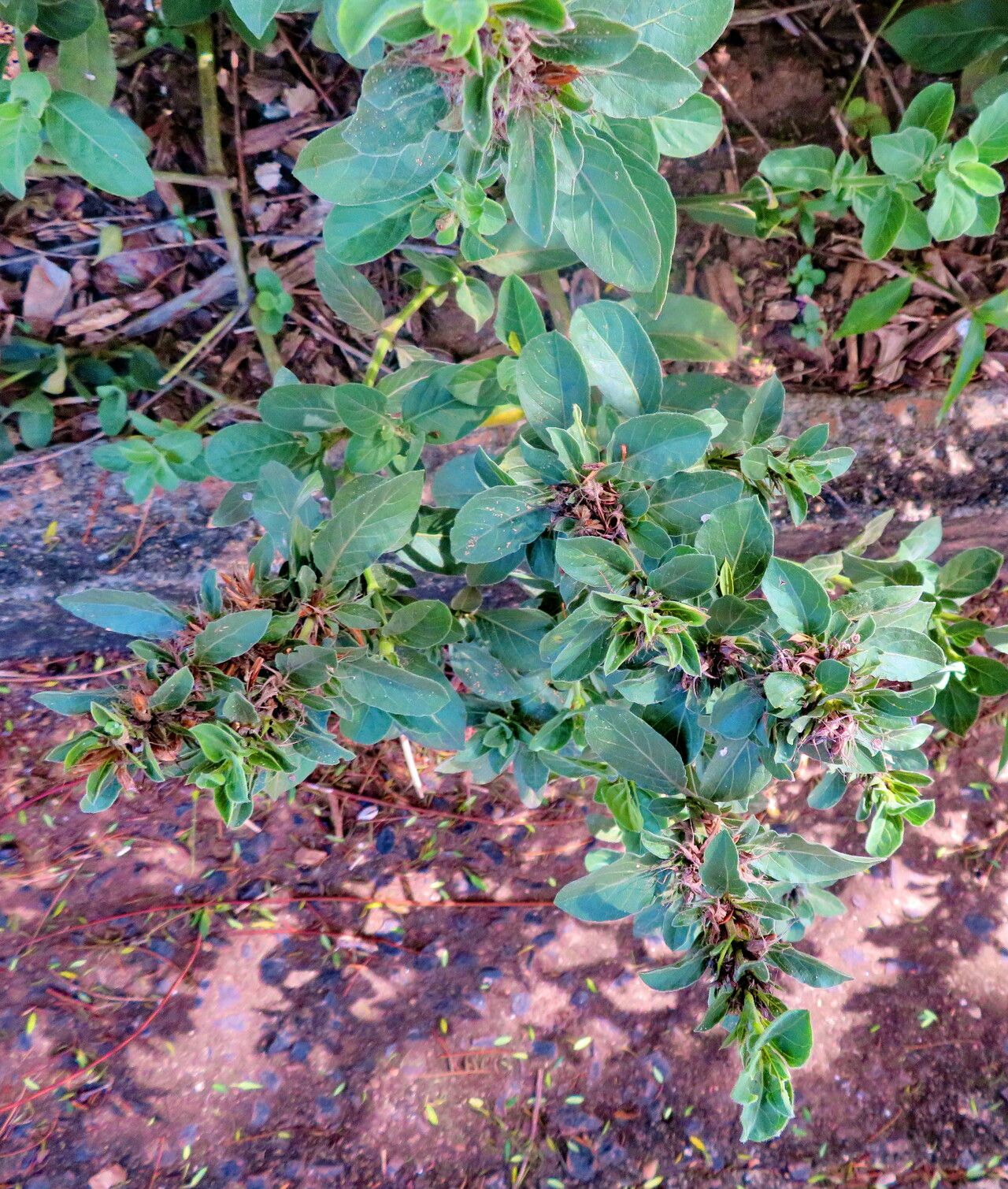 Dyschoriste trichanthera — houseplant care guide