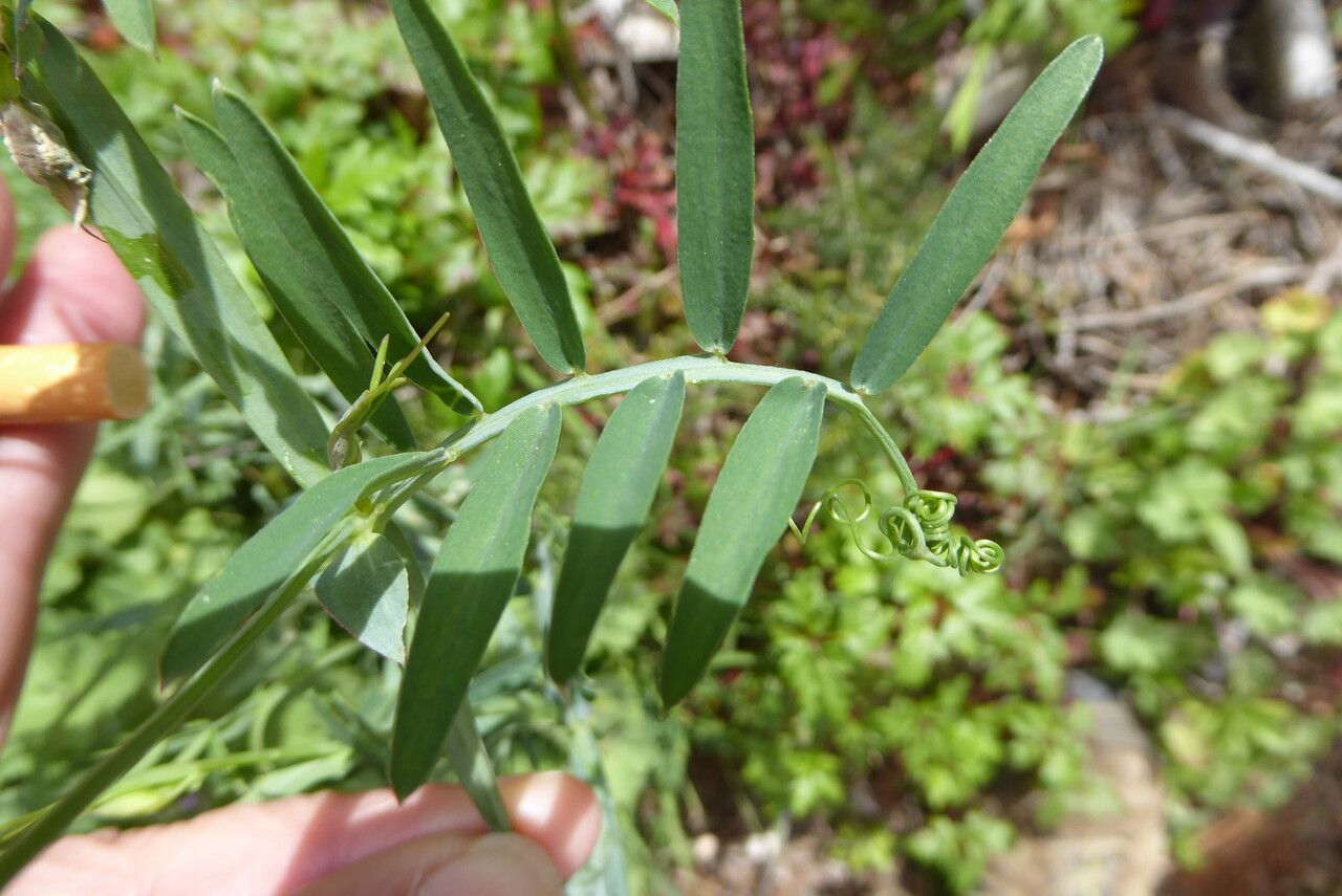 Lathyrus clymenum leaf