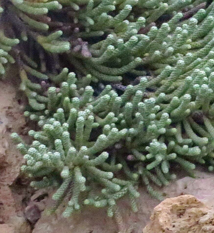 Ozothamnus coralloides — related species from the same genus