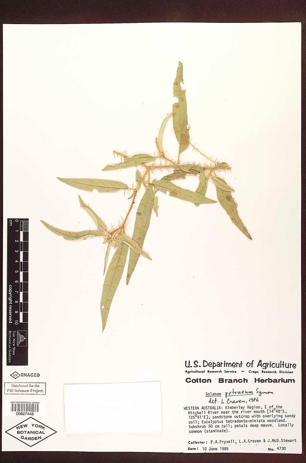 Solanum petraeum — houseplant care guide