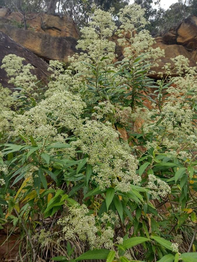 Astrotricha floccosa habit