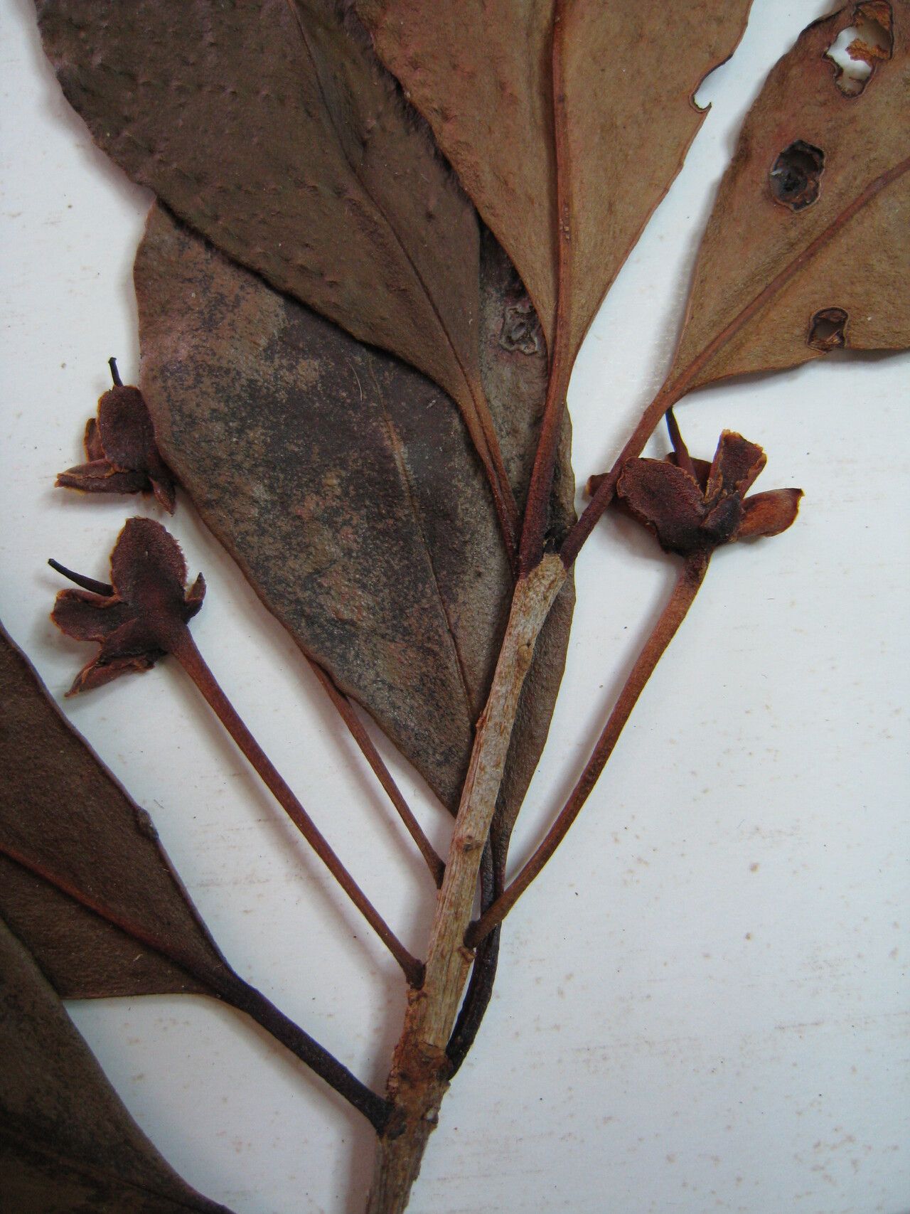 Ternstroemia delicatula other