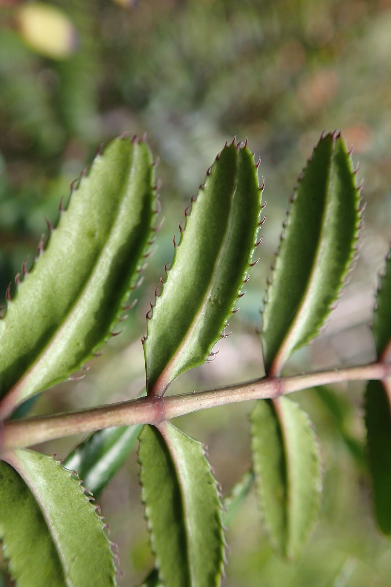 Polyscias weinmanniae leaf